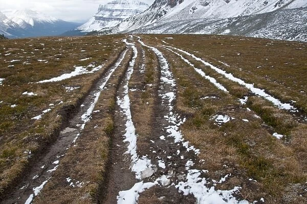 Serious soil erosion along hiking trail, Helen Lake Trail, Banff N. P. Alberta, Canada, october