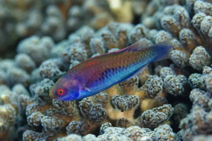 Framed Print : Solar Fairy-wrasse (Cirrhilabrus solorensis) adult, swimming, Gereja Tua, Pura Island, Alor Archipelago Framed Print : Solar Fairy-wrasse (Cirrhilabrus solorensis) adult, swimming, Gereja Tua, Pura Island, Alor Archipelago