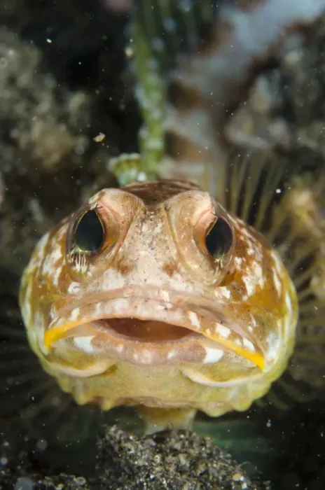 Framed Print : Solar Jawfish (Opistognathus solorensis) adult, close-up of head, resting on black sand, Lembeh Straits, Sulawesi Framed Print : Solar Jawfish (Opistognathus solorensis) adult, close-up of head, resting on black sand, Lembeh Straits, Sulawesi