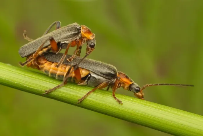Framed Print : Soldier Beetle (Cantharis nigricans) adult pair, mating, Leicestershire, England, may