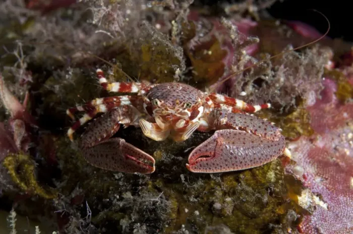 Framed Print : Soldier Porcelain Crab (Petrolisthes militaris) adult, resting on reef, Seraya Beach Resort, Bali, Lesser Sunda Islands, Indonesia