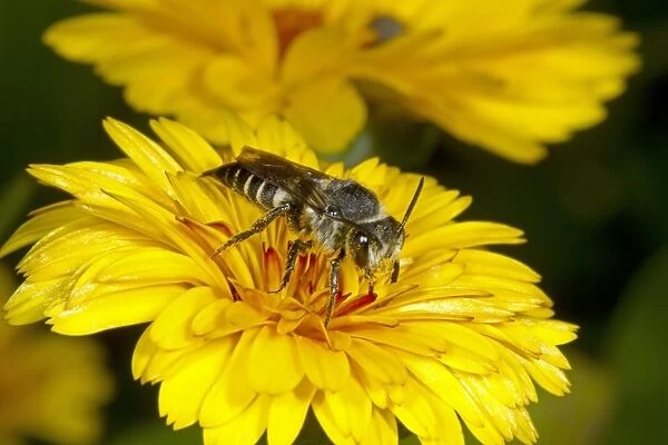 Solitary Bee (Coelioxys elongata) adult female, feeding on flower, Kent, England, September