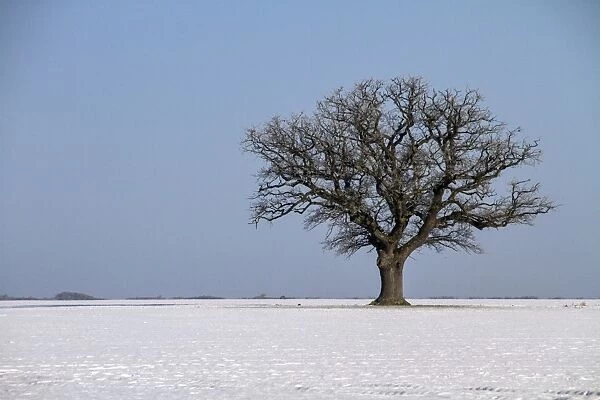 Solitary English oak tree in winter farmland landscape. This large field is in the Brecklands on the Suffolk