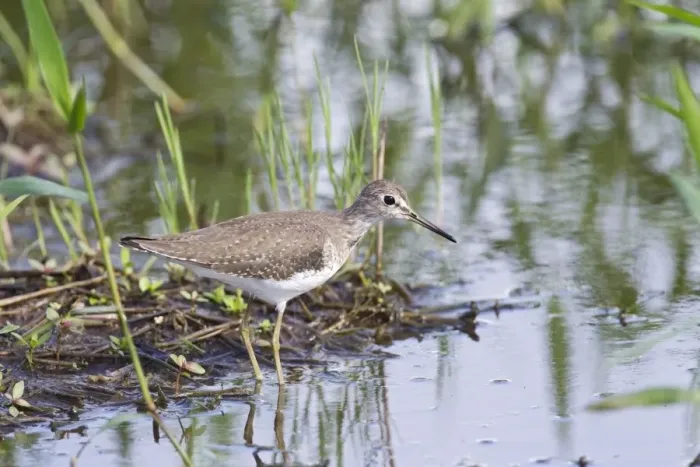 Framed Print : Solitary Sandpiper (Tringa solitaria) adult, non-breeding plumage, standing in shallow water, Trinidad Framed Print : Solitary Sandpiper (Tringa solitaria) adult, non-breeding plumage, standing in shallow water, Trinidad