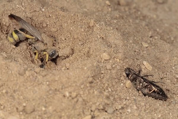Solitary Wasp (Cerceris bupresticida) adult, with buprestid beetle prey, opening entrance to nest burrow