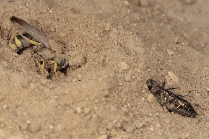 Framed Print : Solitary Wasp (Cerceris bupresticida) adult, with buprestid beetle prey, opening entrance to nest burrow Framed Print : Solitary Wasp (Cerceris bupresticida) adult, with buprestid beetle prey, opening entrance to nest burrow