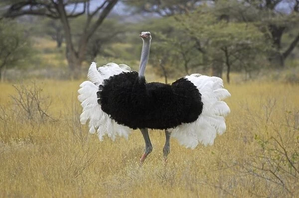 Somali Ostrich (Struthio camelus molybdophanes) adult male displaying, Kenya