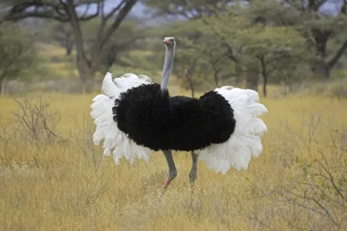 Framed Print : Somali Ostrich (Struthio camelus molybdophanes) adult male displaying, Kenya Framed Print : Somali Ostrich (Struthio camelus molybdophanes) adult male displaying, Kenya