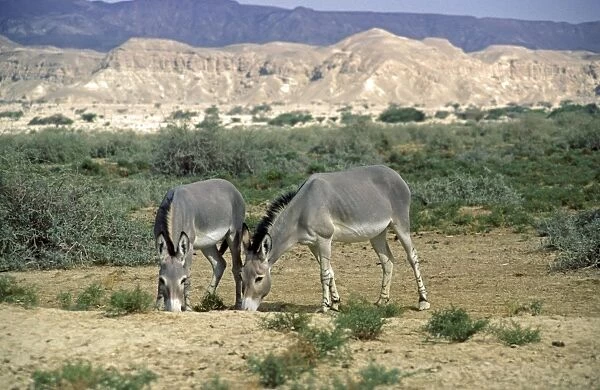 Somali Wild Ass (Equus africanus somalicus) two adults, feeding in desert habitat (captive)