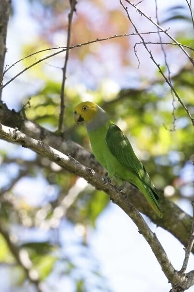 Song Parrot (Geoffroyus heteroclitus) adult male, perched on branch, Lelet Plateau, New Ireland, Bismarck Archipelago