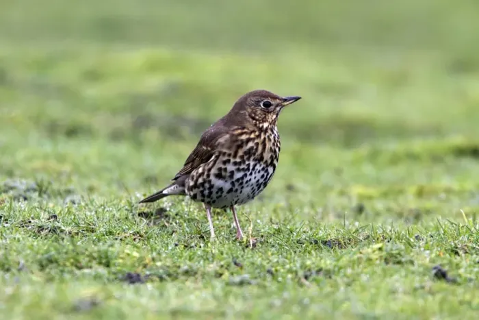 Framed Print : Song Thrush Framed Print : Song Thrush