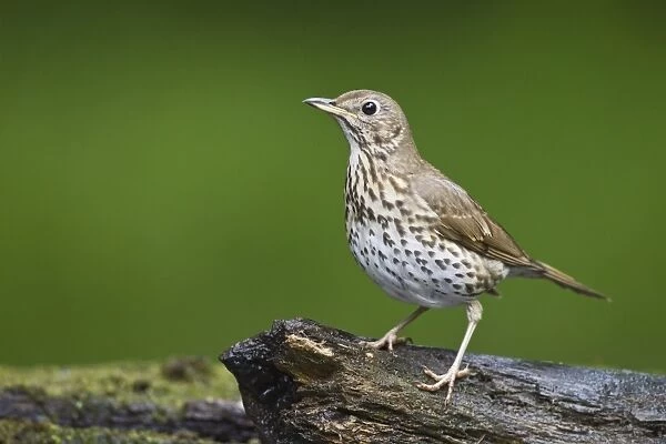 Song Thrush (Turdus philomelos) adult, standing on log at pool in woodland, Debrecen, Hungary, April