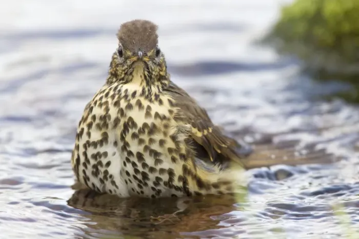 Framed Print : Song Thrush (Turdus philomelos) adult, bathing in garden pond, Berwickshire, Scottish Borders, Scotland, October Framed Print : Song Thrush (Turdus philomelos) adult, bathing in garden pond, Berwickshire, Scottish Borders, Scotland, October