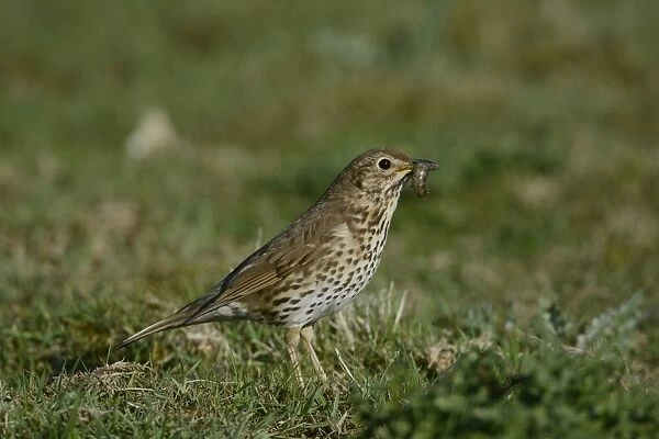 Song Thrush (Turdus philomelos) adult, with caterpillar prey in beak, standing on grass, Norfolk, England, May