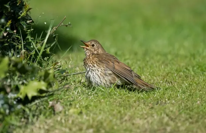 Framed Print : Song Thrush (Turdus philomelos) adult, sunning on grass, Merseyside, England, May Framed Print : Song Thrush (Turdus philomelos) adult, sunning on grass, Merseyside, England, May