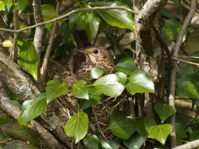 Framed Print : Song Thrush (Turdus philomelos) adult, sitting on nest in tree amongst Common Ivy (Hedera helix), Devon, England Framed Print : Song Thrush (Turdus philomelos) adult, sitting on nest in tree amongst Common Ivy (Hedera helix), Devon, England
