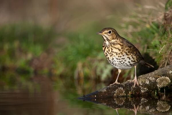 Song Thrush (Turdus philomelos) adult, standing on branch in woodland pond, Norfolk, England, january