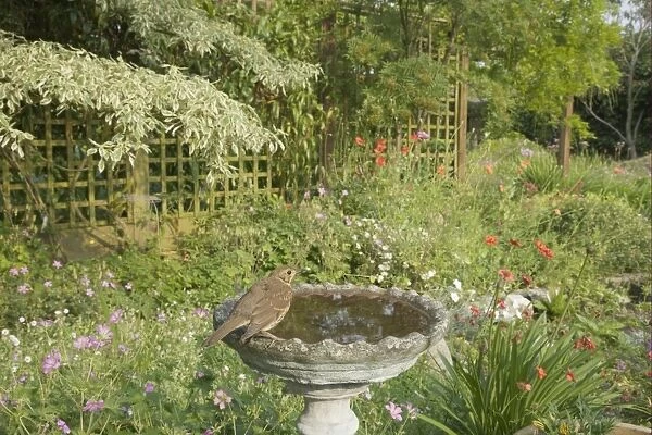 Song Thrush (Turdus philomelos) adult, drinking at garden birdbath, Essex, England, june