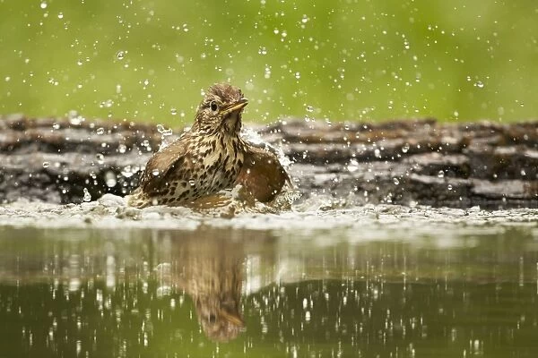 Song Thrush (Turdus philomelos) adult, bathing in woodland pool, Hungary, May