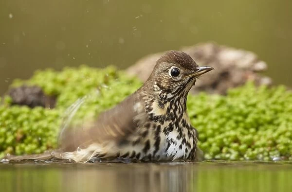 Song Thrush (Turdus philomelos) adult, bathing in woodland pool, Netherlands, April
