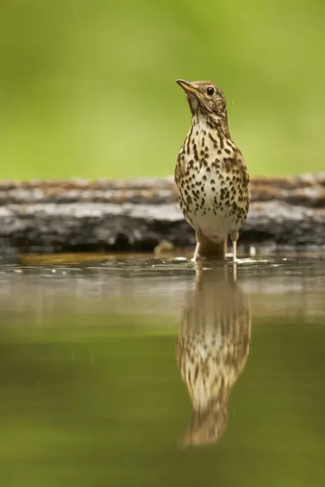 Framed Print : Song Thrush (Turdus philomelos) adult, standing in woodland pool with reflection, Hungary, May Framed Print : Song Thrush (Turdus philomelos) adult, standing in woodland pool with reflection, Hungary, May