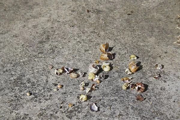 Song Thrush (Turdus philomelos) anvil with remains of snail shells, on concrete patio in garden, Suffolk, England, july