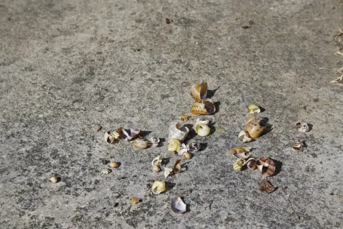 Framed Print : Song Thrush (Turdus philomelos) anvil with remains of snail shells, on concrete patio in garden, Suffolk, England, july