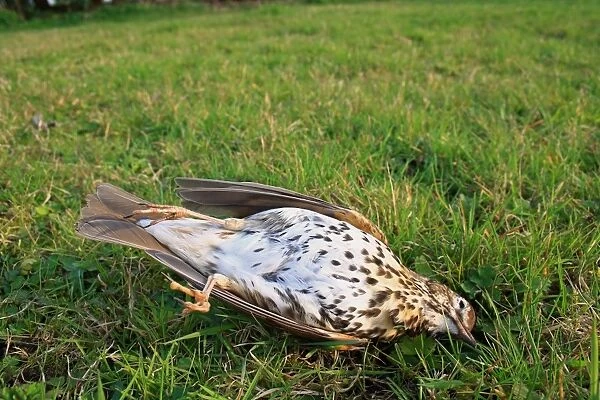 Song Thrush (Turdus philomelos) dead adult, killed by cat on garden lawn, Bacton, Suffolk, England, march