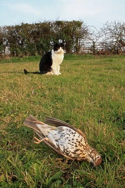 Song Thrush (Turdus philomelos) dead adult, killed by cat on garden lawn, with cat sitting in background, Bacton