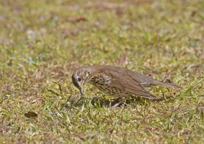 Framed Print : Song Thrush (Turdus philomelos) introduced species, adult, foraging on short grass, New Zealand, november Framed Print : Song Thrush (Turdus philomelos) introduced species, adult, foraging on short grass, New Zealand, november
