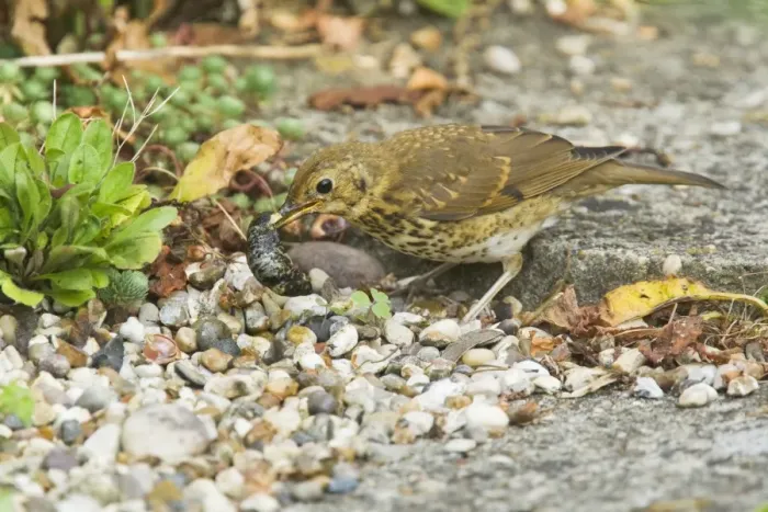 Framed Print : Song Thrush (Turdus philomelos) juvenile, feeding on slug in garden, Essex, England, July Framed Print : Song Thrush (Turdus philomelos) juvenile, feeding on slug in garden, Essex, England, July