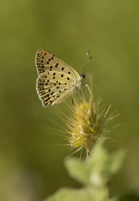 Framed Print : Sooty Copper (Lycaena tityrus) adult, resting on seedhead, Bulgaria, July Framed Print : Sooty Copper (Lycaena tityrus) adult, resting on seedhead, Bulgaria, July