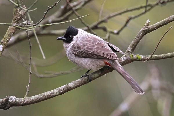 Sooty-headed Bulbul (Pycnonotus aurigaster) adult, perched on branch, Hong Kong, China, march