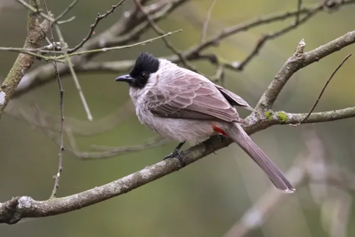 Framed Print : Sooty-headed Bulbul (Pycnonotus aurigaster) adult, perched on branch, Hong Kong, China, march