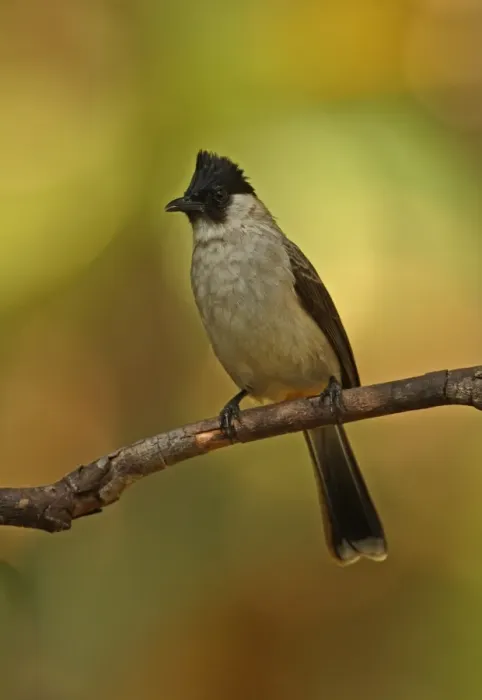 Framed Print : Sooty-headed Bulbul (Pycnonotus aurigaster thais) adult, perched on twig, Kaeng Krachan N. P. Thailand, november