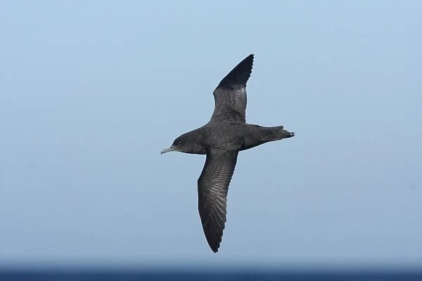 Sooty Shearwater (Puffinus griseus) adult, in flight offshore over sea, Mar de Plata, Buenos Aires, Argentina, july