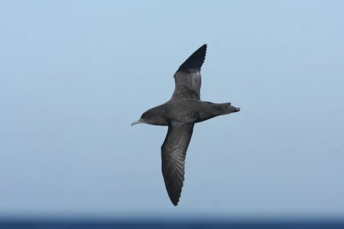 Framed Print : Sooty Shearwater (Puffinus griseus) adult, in flight offshore over sea, Mar de Plata, Buenos Aires, Argentina, july Framed Print : Sooty Shearwater (Puffinus griseus) adult, in flight offshore over sea, Mar de Plata, Buenos Aires, Argentina, july