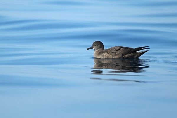 Sooty Shearwater (Puffinus griseus) adult, swimming at sea, Algarve, Portugal, october