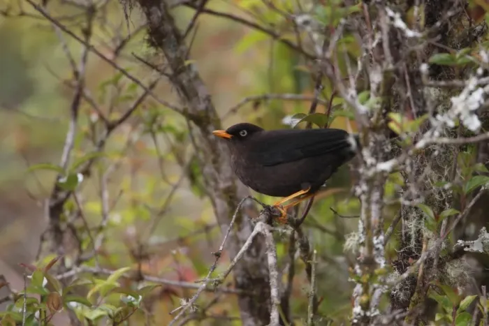 Framed Print : Sooty Thrush (Turdus nigrescens) adult, perched in bush, Costa Rica, february Framed Print : Sooty Thrush (Turdus nigrescens) adult, perched in bush, Costa Rica, february