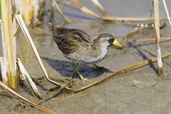 Framed Print : Sora Rail (Porzana carolina) adult, breeding plumage, foraging on mud, South Padre Island, Texas, U. S. A. april