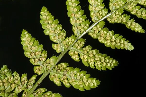 Sori developing on the underside of the frond or blade of a male fern, Dryopteris filix-mas