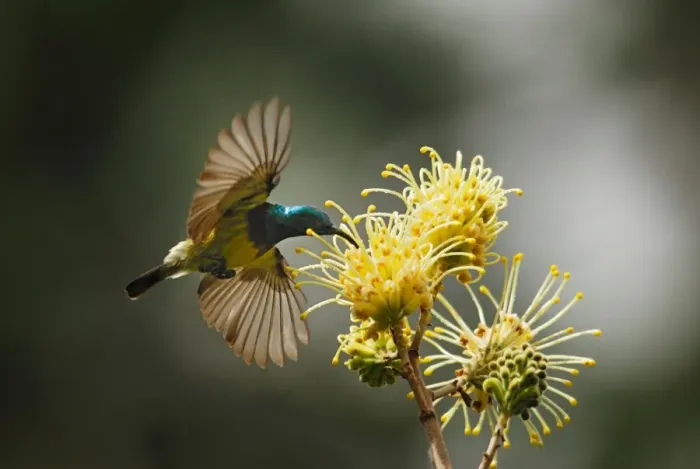 Framed Print : Souimanga Sunbird (Cinnyris sovimanga) adult male, in flight, feeding on nectar from flower in primary rainforest, Andasibe Mantadia N. P. Eastern Madagascar, august Framed Print : Souimanga Sunbird (Cinnyris sovimanga) adult male, in flight, feeding on nectar from flower in primary rainforest, Andasibe Mantadia N. P. Eastern Madagascar, august