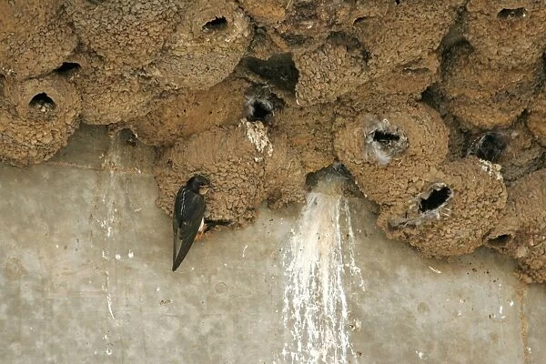 South African Cliff Swallow (Petrochelidon spilodera) adult, at mud nest in nesting colony under bridge, South Africa