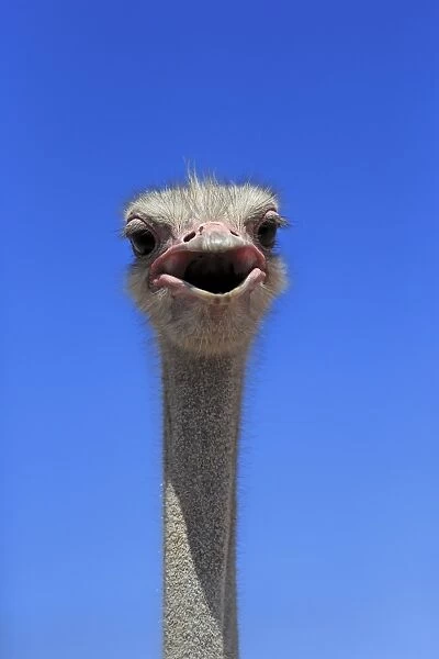 South African Ostrich (Struthio camelus australis) adult male, close-up of head and neck, with beak open, Little Karoo
