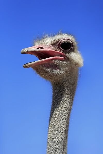 South African Ostrich (Struthio camelus australis) adult male, close-up of head and neck, with beak open, Little Karoo
