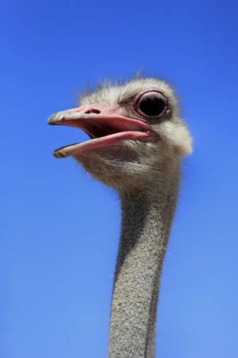 Framed Print : South African Ostrich (Struthio camelus australis) adult male, close-up of head and neck, with beak open, Little Karoo Framed Print : South African Ostrich (Struthio camelus australis) adult male, close-up of head and neck, with beak open, Little Karoo