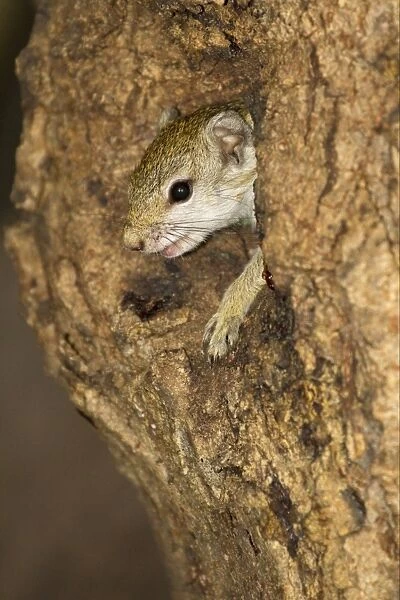 South African Tree Squirrel (Paraxerus cepapi) adult, looking out from nesthole in tree trunk, Okavango Delta, Botswana