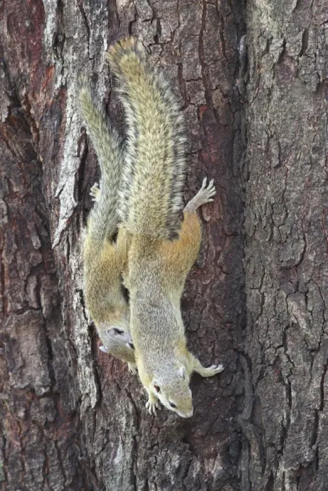 Framed Print : South African Tree Squirrel (Paraxerus cepapi) adult female with young, descending tree trunk, Chobe N. P. Botswana Framed Print : South African Tree Squirrel (Paraxerus cepapi) adult female with young, descending tree trunk, Chobe N. P. Botswana