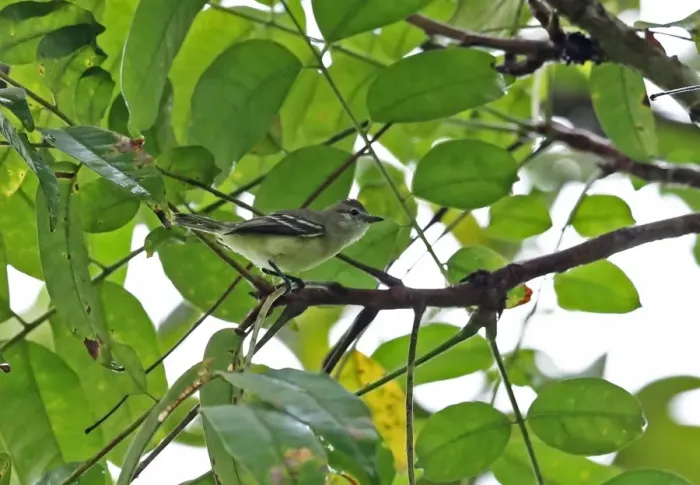 Framed Print : Southern Beardless Tyrannulet (Camptostoma obsoletum flaviventre) adult, perched on twig, Chagres River, Panama