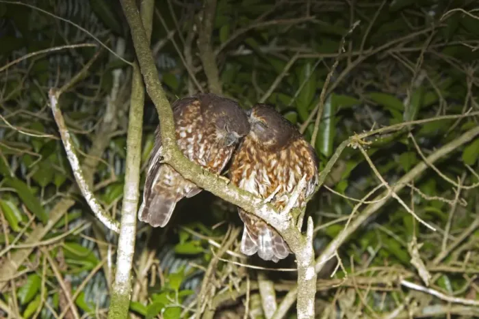 Framed Print : Southern Boobook (Ninox novaeseelandiae) adult pair, mutual preening, perched on branch at night, New Zealand, november Framed Print : Southern Boobook (Ninox novaeseelandiae) adult pair, mutual preening, perched on branch at night, New Zealand, november